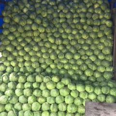 陕西三原甘蓝松花菜