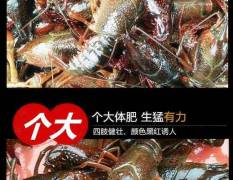 潜江市小龙虾养殖面积10万亩左右
