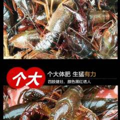 潜江市小龙虾养殖面积10万亩左右