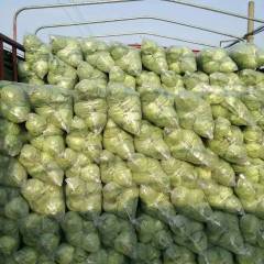 2018沛县常年供应一级品甘蓝，8398