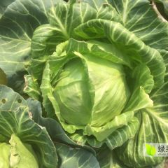东台甘蓝球型绿甘蓝，二至三斤