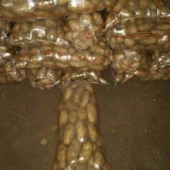 内蒙古武川半斤起步，翻包码面各种土豆