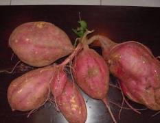 大量供应高产红薯苗 豫薯13 高淀粉适合套种