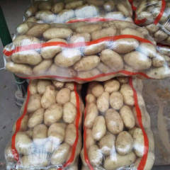 2018鄂托克前旗沙地土豆荷兰十五