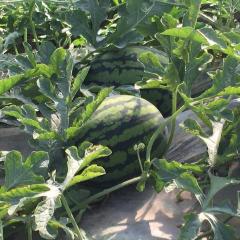 2025东台西瓜 8424、美都、小兰、甘美4k