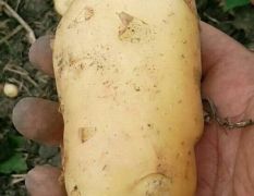 海南岛种植新鲜荷兰十五土豆