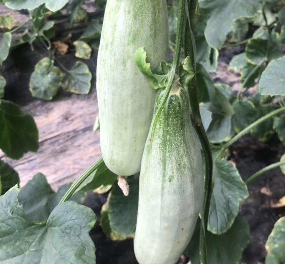 2018年山东莘县羊角蜜价格