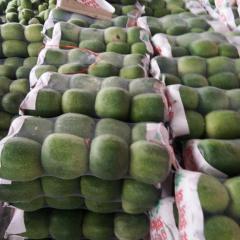 山东莘县一串铃冬瓜上市了微信号15615947785