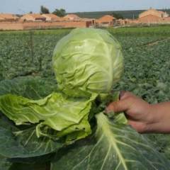 河南新野直供蔬菜，旺旺甘蓝