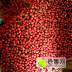 莘县优良圆粉、千禧贝贝等多种圣女果