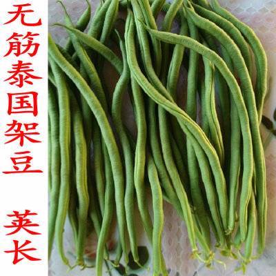 供应:辽宁凌源泰国豆,无丝豆豆角热销上市中