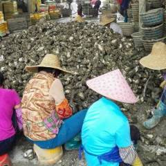 广西生蚝批发价格_优质广西生蚝批发/采购