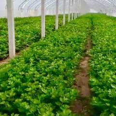 三原独李镇大量芹菜，自家大棚种植