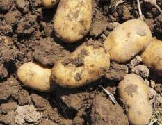 龙海土豆 自家种植的无污染土豆