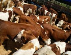 自养自销肉牛养殖场出售西门达尔