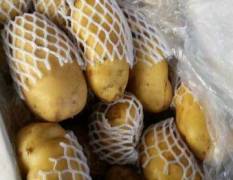 肥城土豆为国内精品薯产区