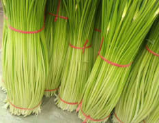 徐州丰县几万亩蒜苔已经上市了，