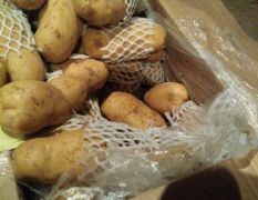 2018莱城土豆 大量出售恒温荷兰十五土豆