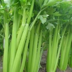 柘城芹菜无公害生产基地皇妃芹菜