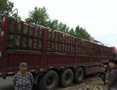邓州南瓜 千亩金韩蜜本南瓜量大