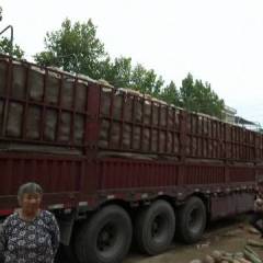 邓州南瓜 千亩金韩蜜本南瓜量大