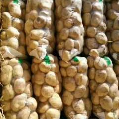 邓州土豆 本基地有千亩土豆