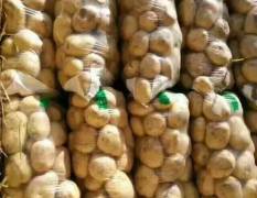 邓州土豆 本基地有千亩土豆
