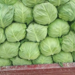 春季甘蓝以上市