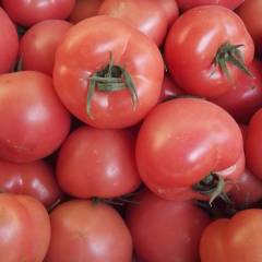 2018莘县春季硬粉西红柿现已大量上市