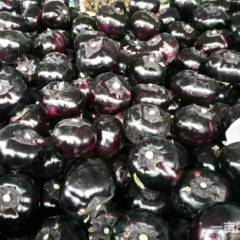 黑紫光圆茄上市了， 聊城蔬菜