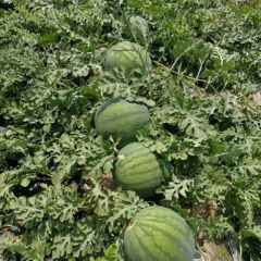 陕西大荔，花无籽，黑无籽