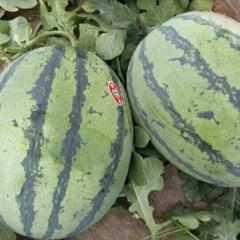 陕西大荔，早冠龙，绿宝