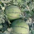 陕西大荔京欣，六月份开始大量供应