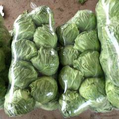 湖北。荆门。天门。。大量上市各种蔬菜，甘蓝