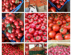 广西田阳县盛产西红柿，圣女果