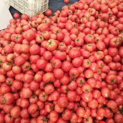 费县硬粉西红柿，汁多味甜