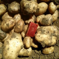 武川土豆 民丰红土豆在售