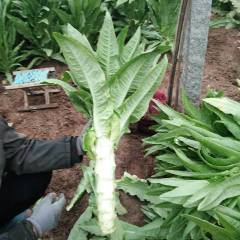 2018新泰莴苣，诚信，好的一般的都有