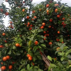 金秀县自已种植20亩，产量约8万斤沙糖桔