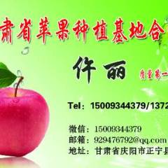甘肃省正宁苹果种植基地热诚您