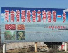 滑县慈周寨乡小岗村大西红柿种植基地