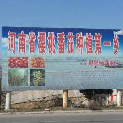 滑县慈周寨乡小岗村大西红柿种植基地