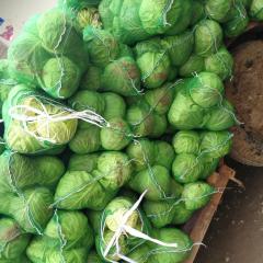 河南邓州旺旺甘蓝，富强甘蓝，180甘蓝球形好