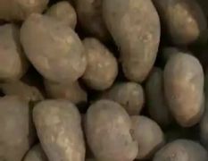 望奎北方地区库存土豆，价格合理