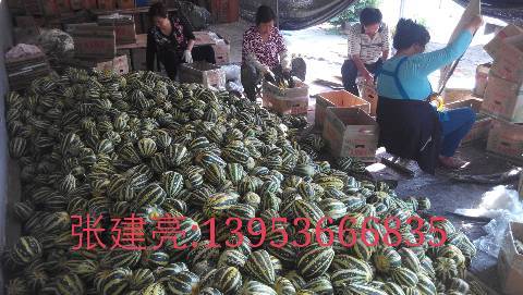 2018年山东寒亭羊角蜜价格