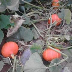 内蒙古河套南瓜征求订单种植合作商