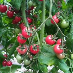 山东莘县千禧 红粉圣女果上货量大