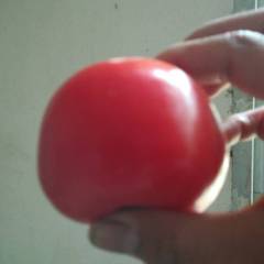 宁南石头番茄，方便运输