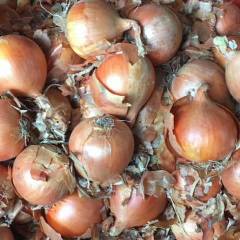 黑龙江宁安洋葱 大量黄皮洋葱上市，质优价廉