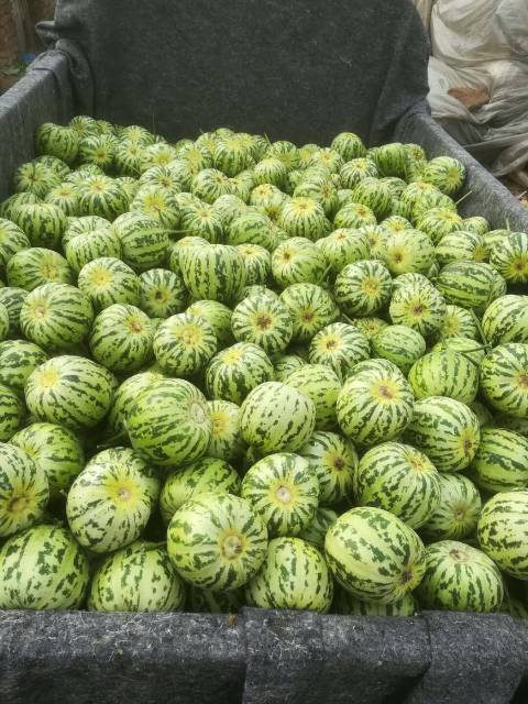 2018年山东莘县花蕾1号价格